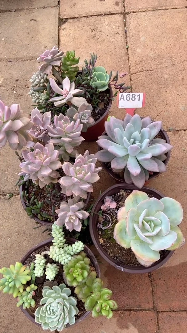 A681闪购清风花木兰多肉组合脱土发货