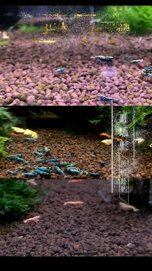 水晶虾水晶虾红花虎10只
