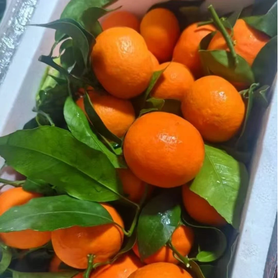 【鹅蛋柑大果】四川鹅蛋柑大果爆汁爽口清甜少籽，一件2斤/4公斤装新鲜四川省