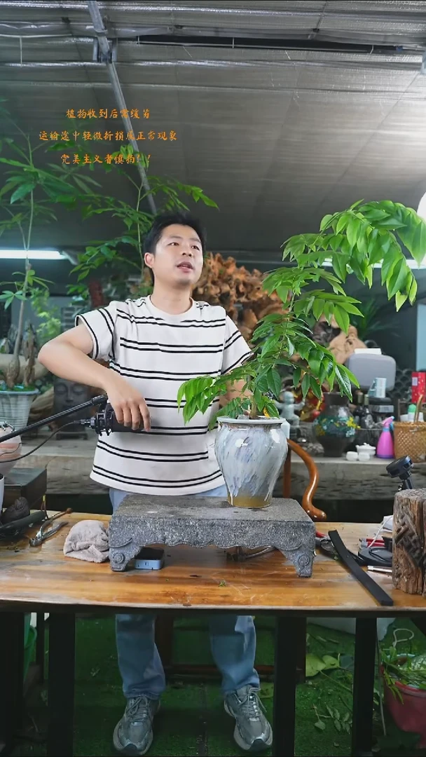 完全开放黄花梨208+