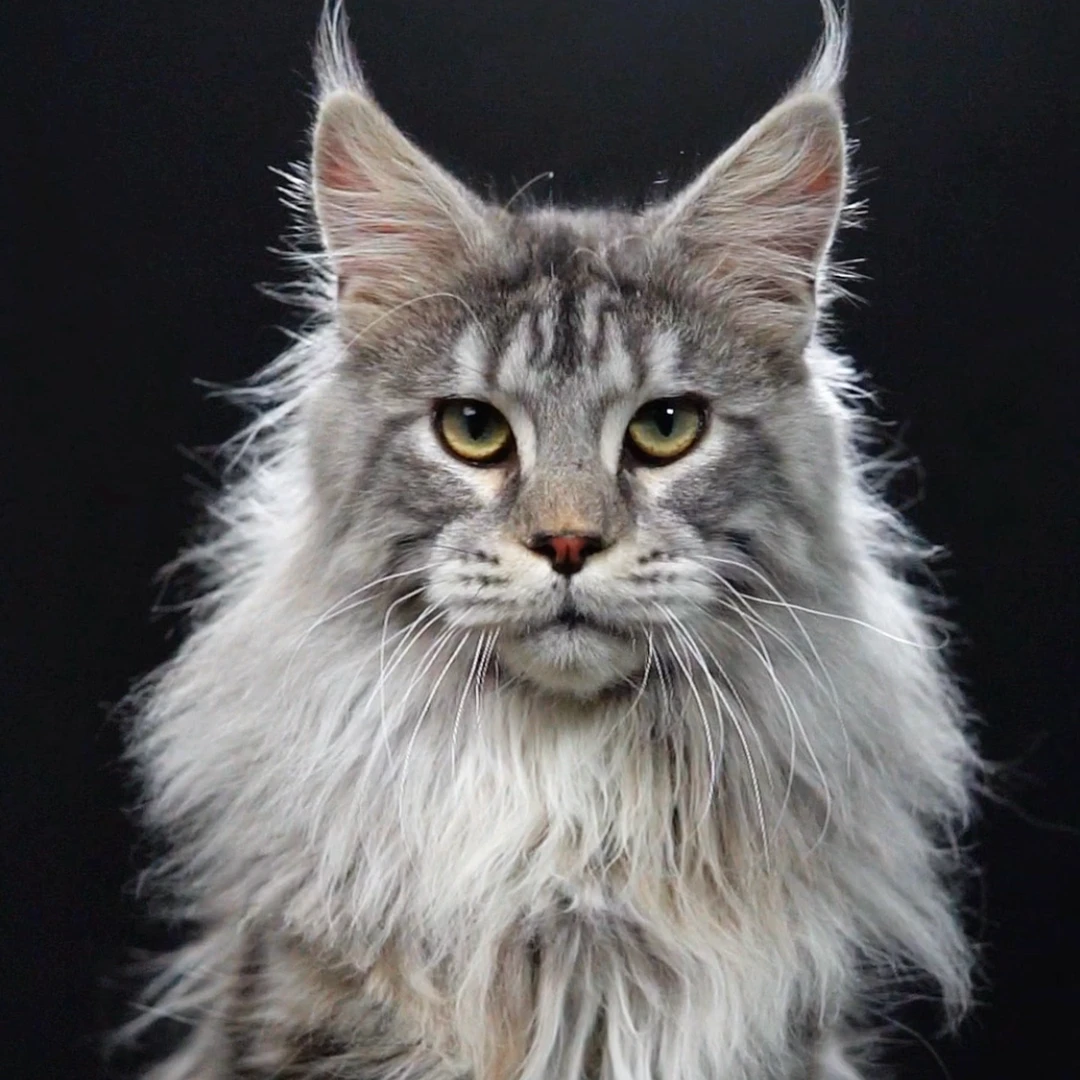 银虎斑缅因猫 3056弟弟—大天使缅因猫舍