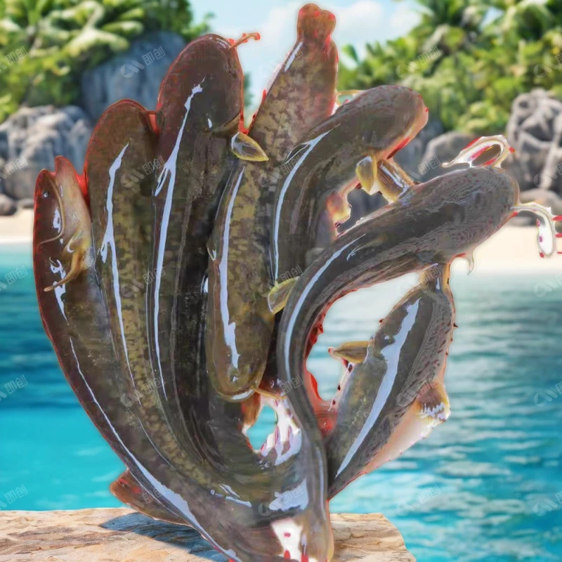 大口鲶鱼苗革南方二须鲶鱼苗鲶鱼鲜活土鲶类好肉食养殖观赏鱼大口