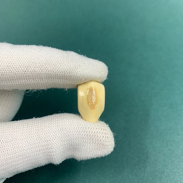 H5677天然猛犸猛犸牙精品三通支持鉴定假一罚四