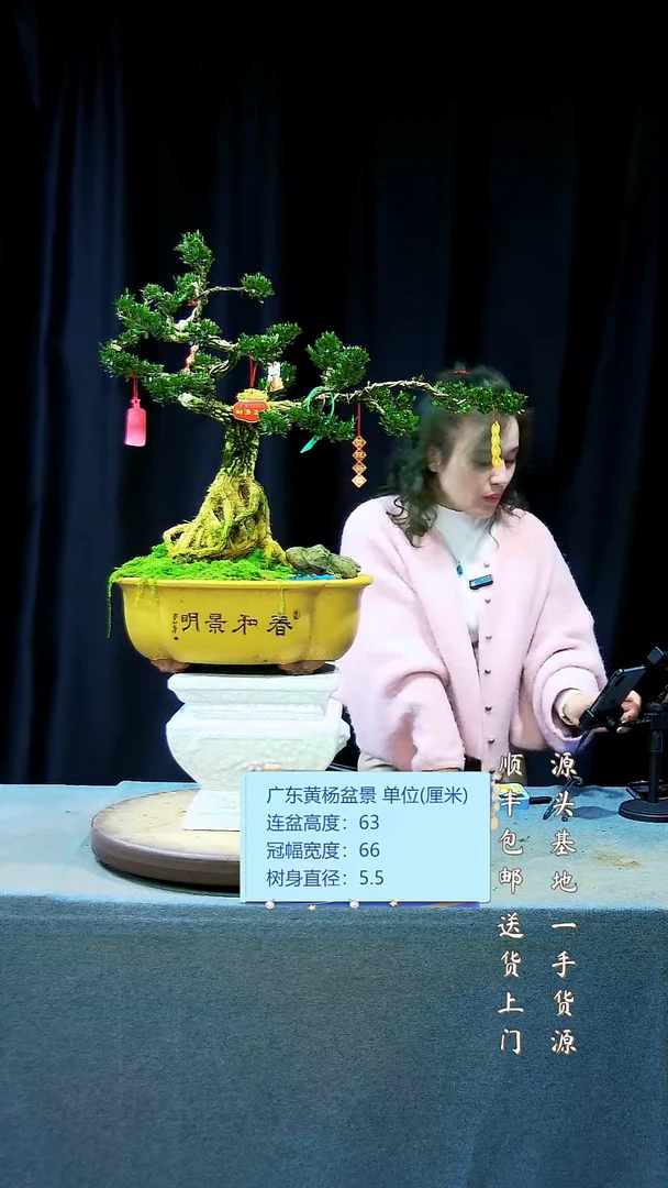 【闪购商品】雀舌黄杨盆景雀舌黄杨盆景