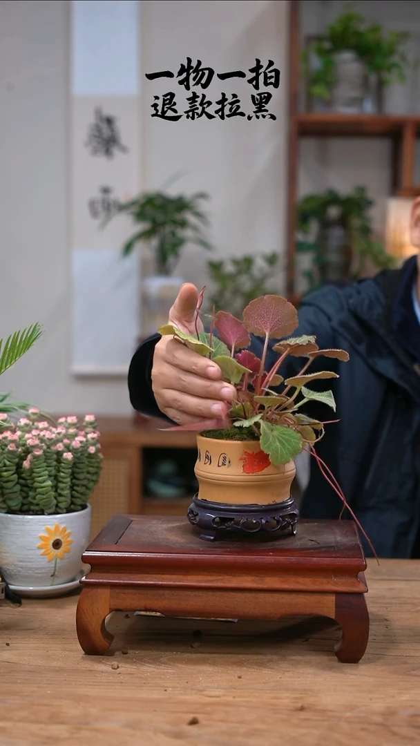 完全开放小*头虎耳草456