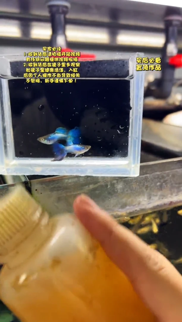 孔雀鱼无怨孔雀鱼