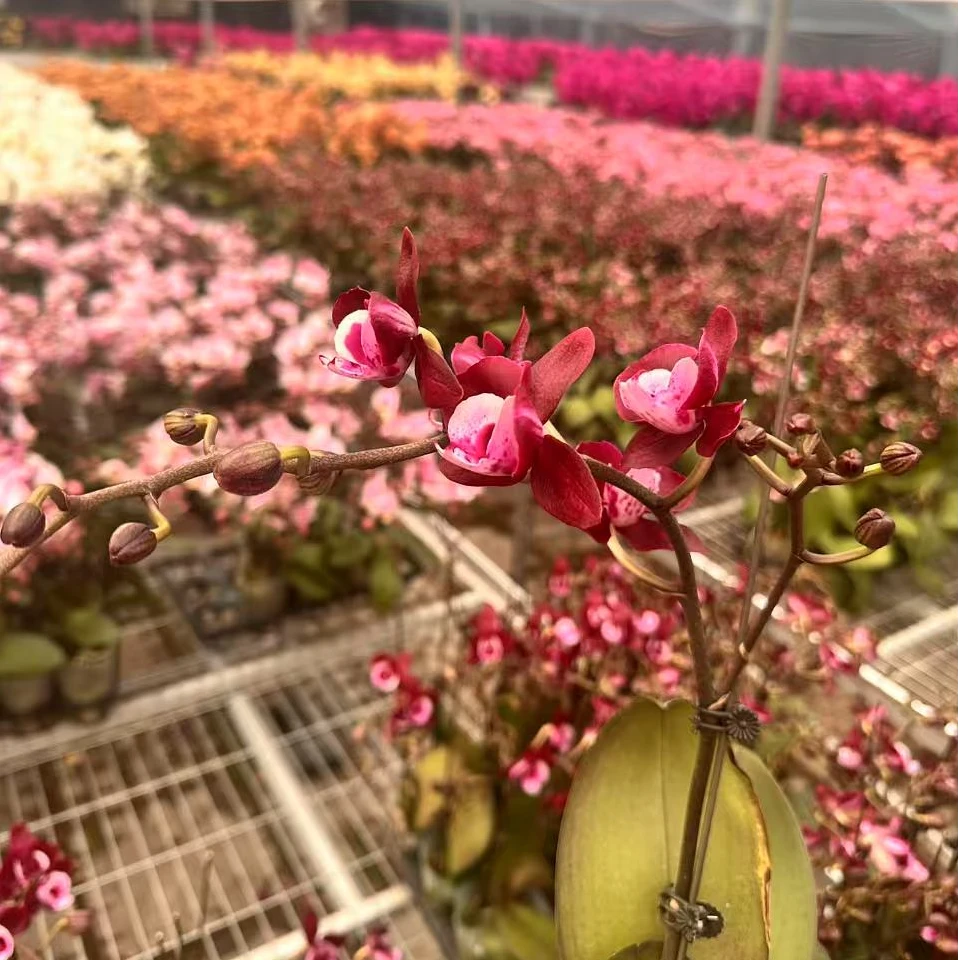 【花之漫】（妖精）3.0寸杯单剑蝴蝶兰花卉室内阳台桌面盆栽