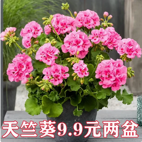 重瓣天竺葵盆栽大花四季开花不断洋绣球室内阳台花卉