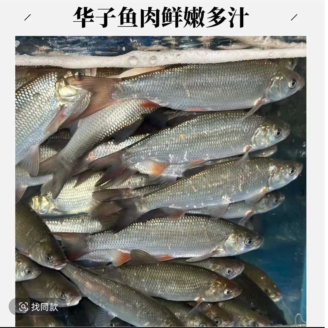 鲜活华子鱼【老笨海鲜】备注可免费收拾!