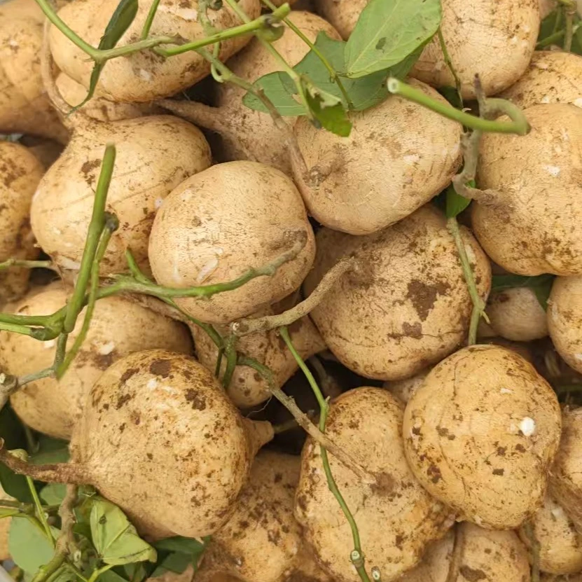 【顺丰纸箱凯里发货】贵州凯里新鲜现挖白心凉薯地瓜地萝卜农家特产