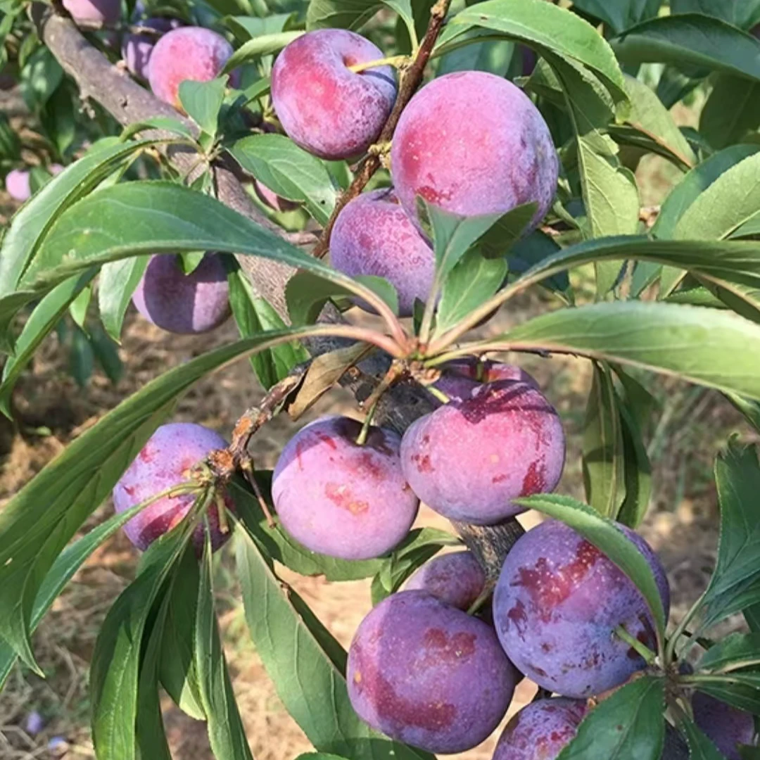 四川青红脆李 脆爽甘甜 净重3斤 京东顺丰包邮 坏果包赔