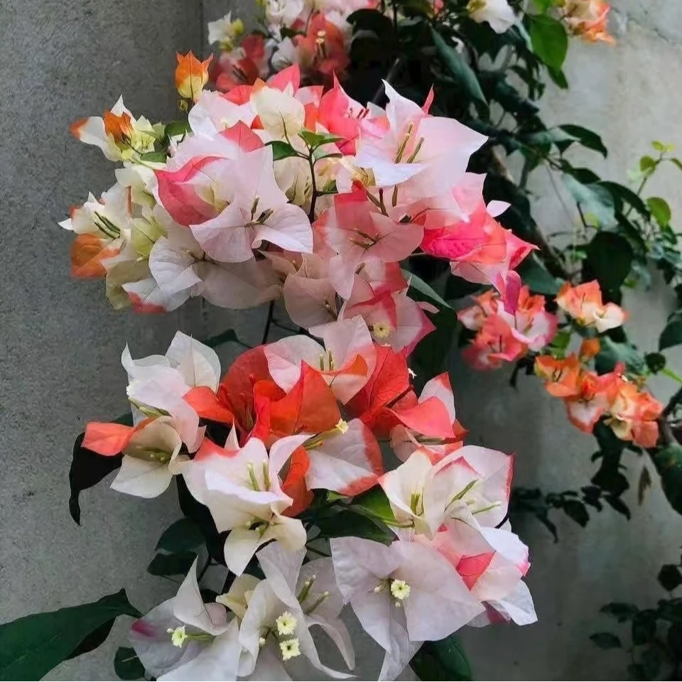 【沁心】橙口红-三角梅  盆栽 耐热花卉四季开花阳台庭院植物