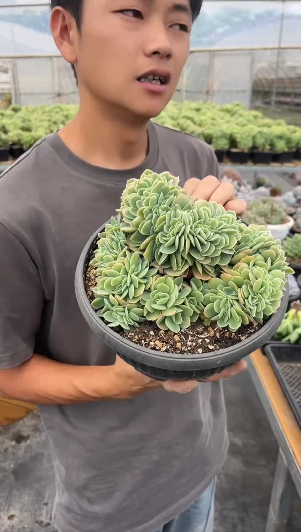 星纳塔缀
