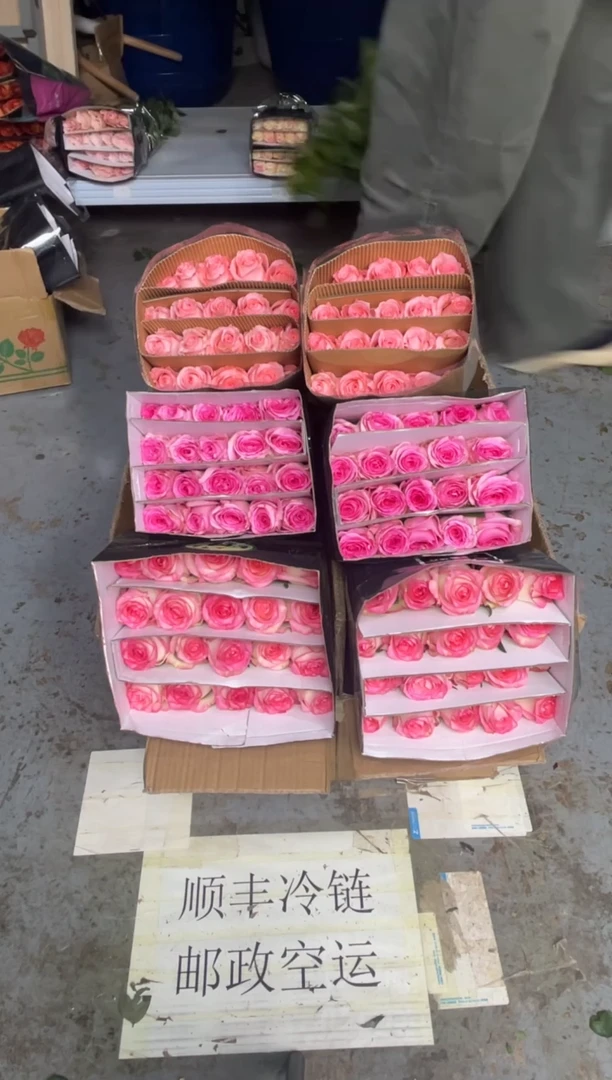 艾沙20枝+洛神20枝+戴安娜20枝