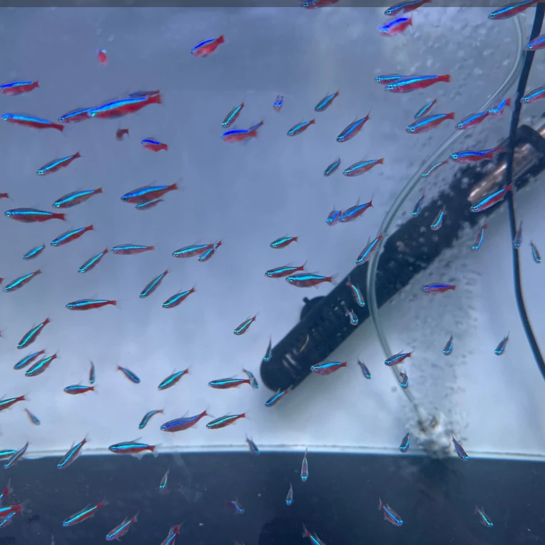 小型热带观赏鱼  巴西宝莲灯2厘米左右