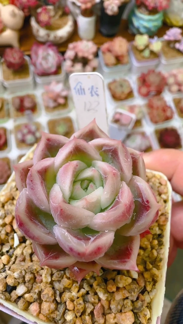 【闪购商品】凭—827—仙农（钻）