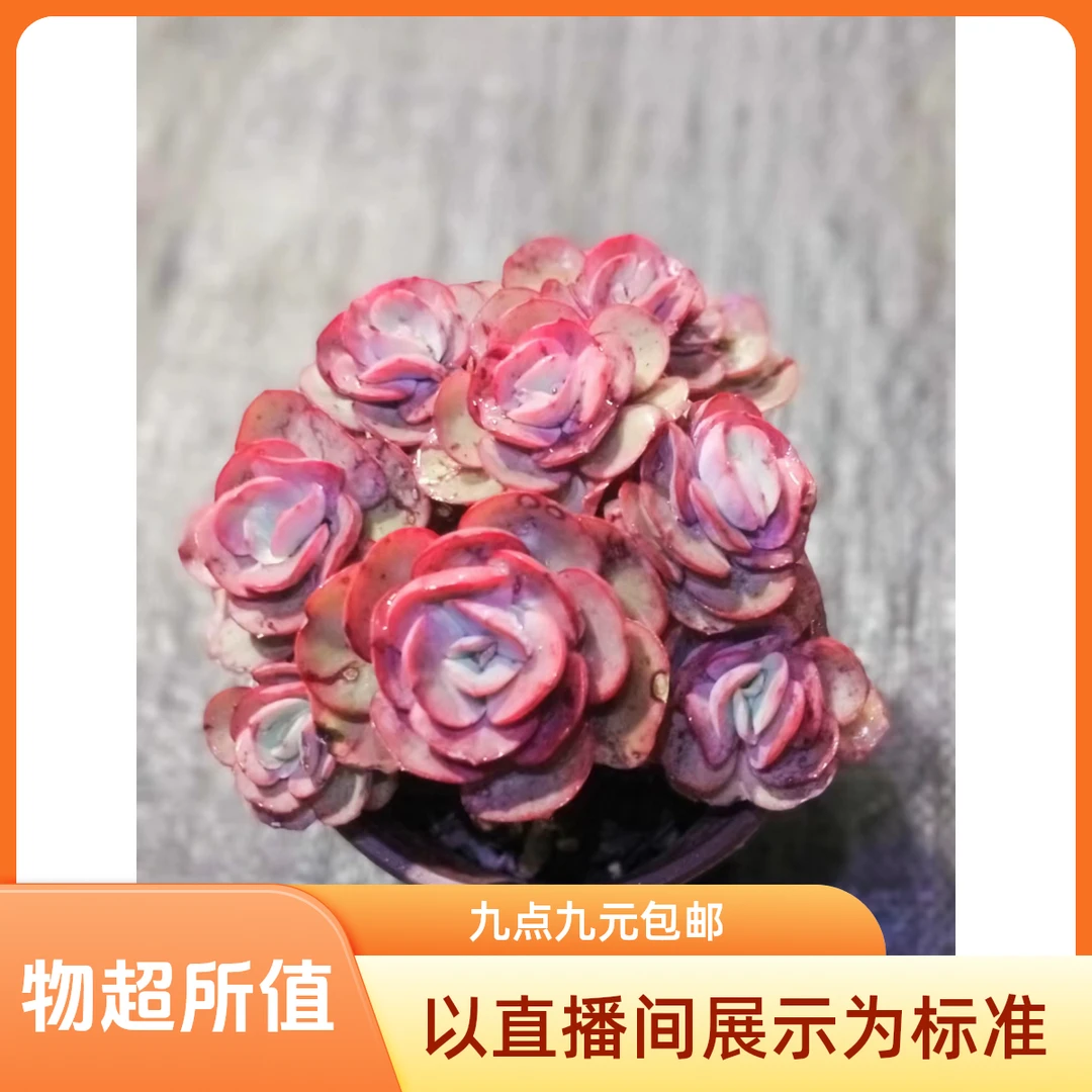 玫瑰秀妍 多肉植物  以直播间实物为标准  新手好养好看 二单包邮