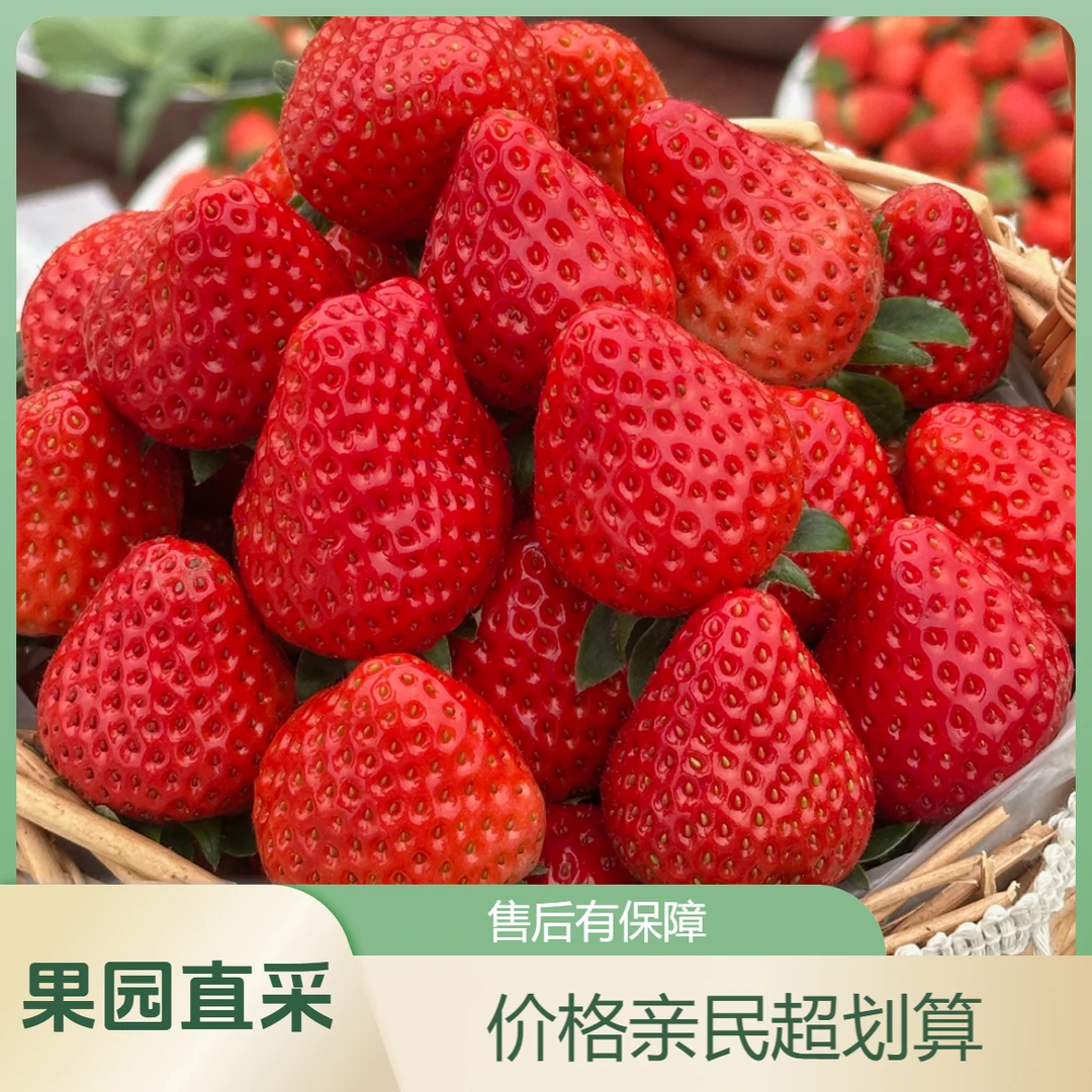 新鲜红颜草莓果园现采直发【顺丰包邮】四川省
