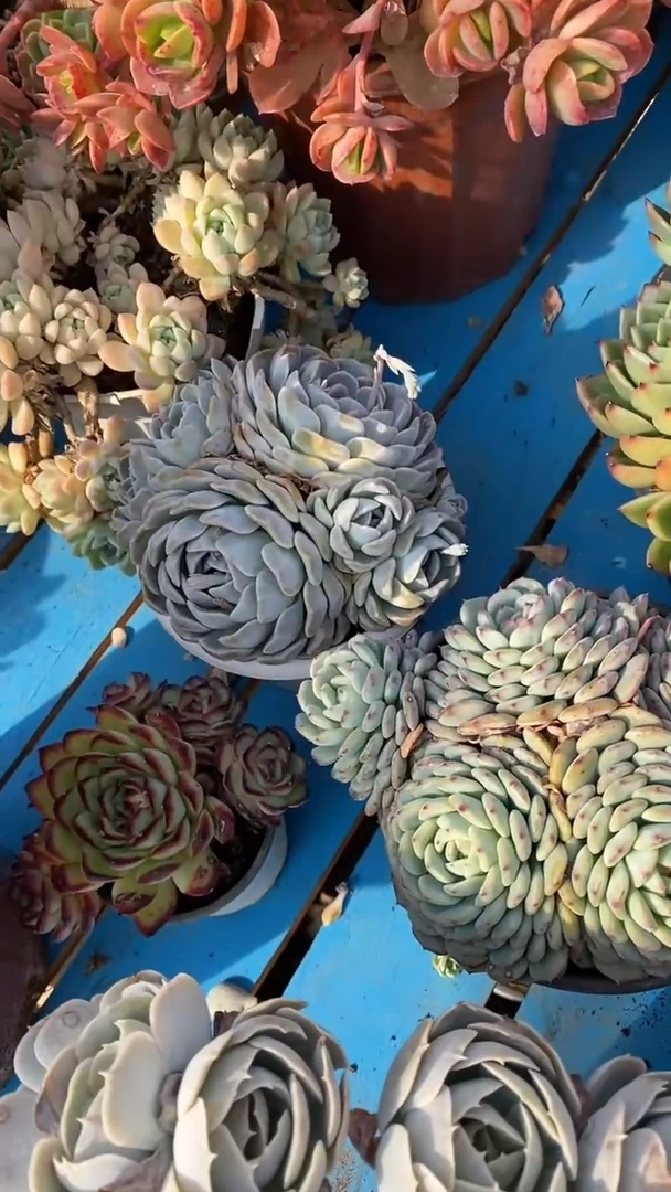 【闪购商品】2052白胖子