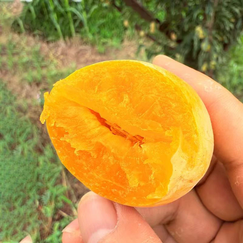 （稀有品种黄金西梅）可脆可软吃，老少皆宜（坏果包赔）