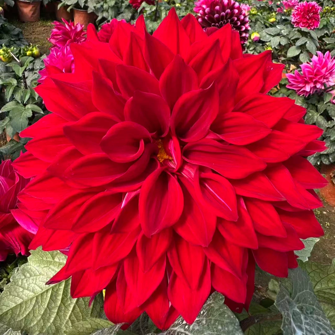 【红宇宙】种球盆栽