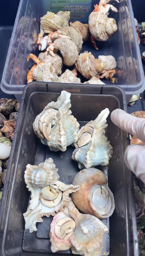 中大号红海随机1只