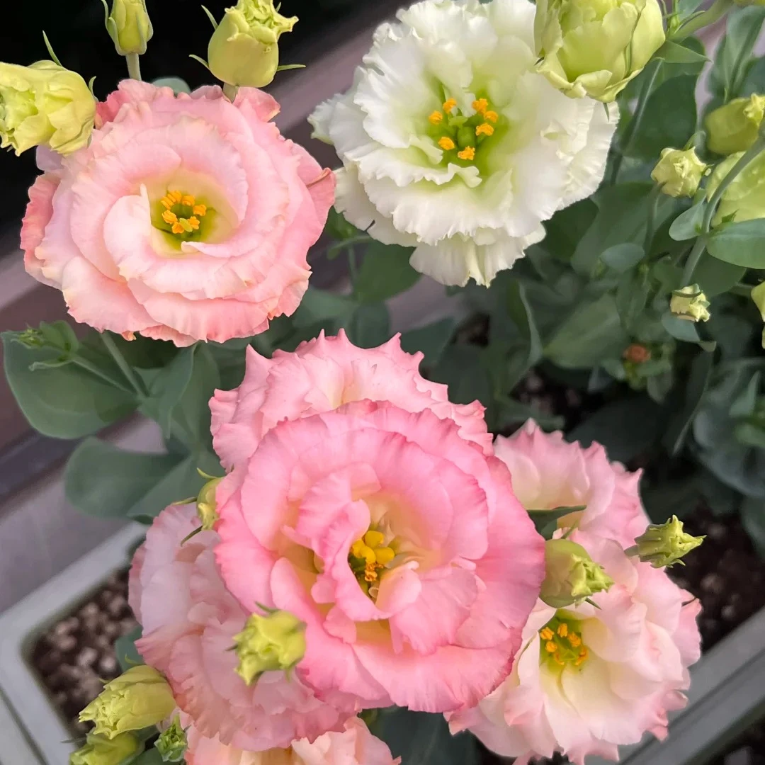 清棚处理 洋桔梗重瓣耐热花卉盆栽庭院四季开花易养护植物