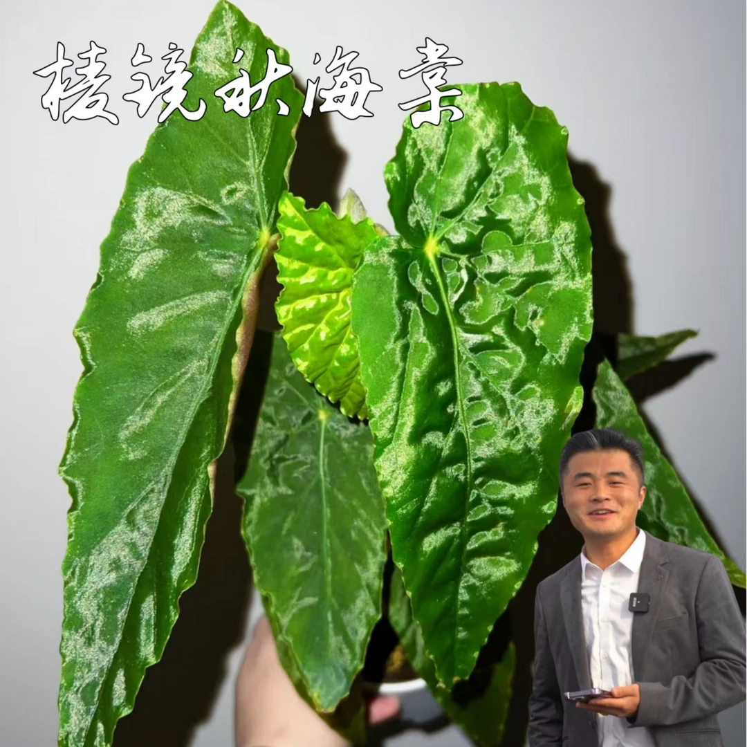 【热植馆】棱镜秋海棠好养网红ins风带植物绿植花卉植物室内植物