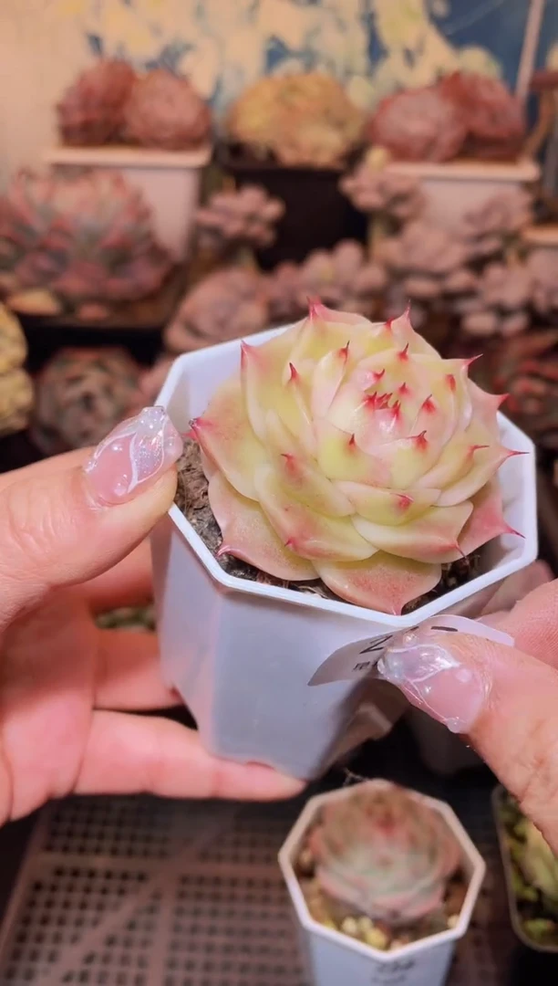 【闪购商品】267工艺海胆