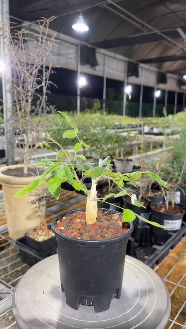 Bursera sarukhanii fc-5058