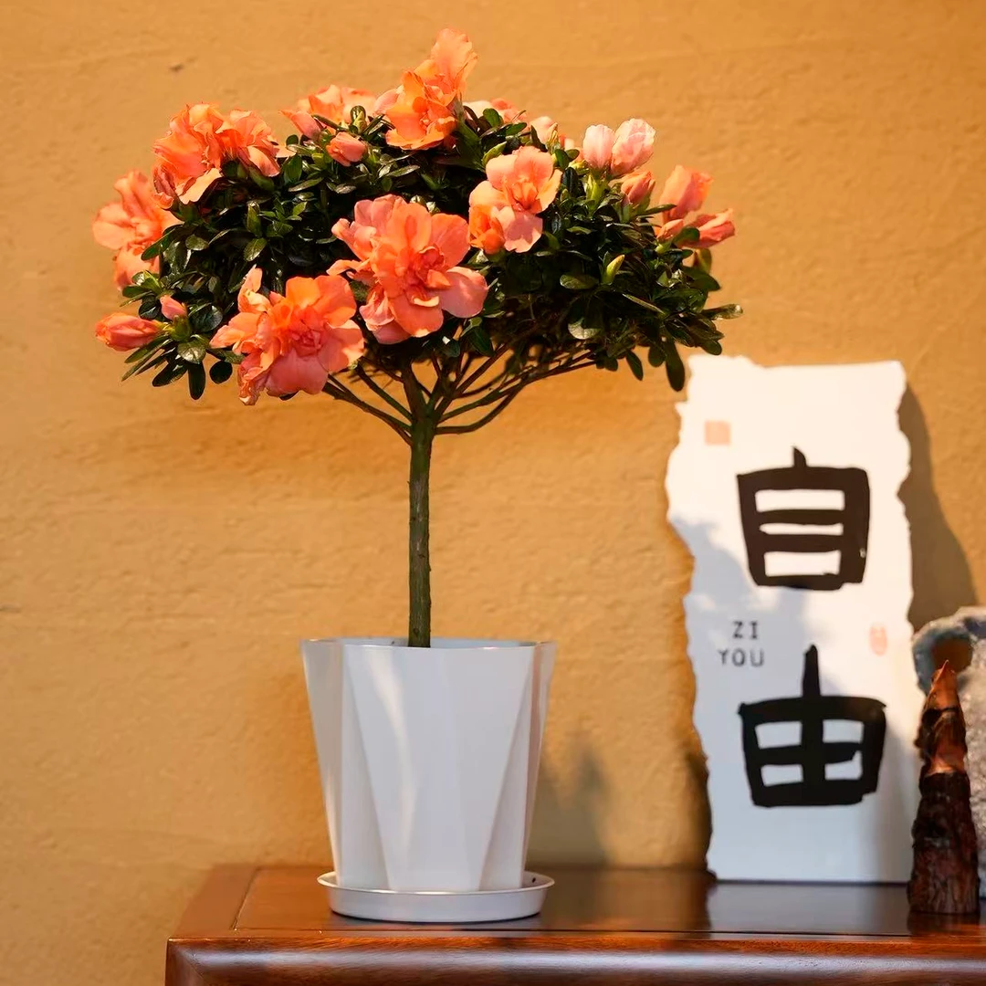 樱桃红比利时杜鹃花室内好养四季开花阳台庭院办公室精美盆栽