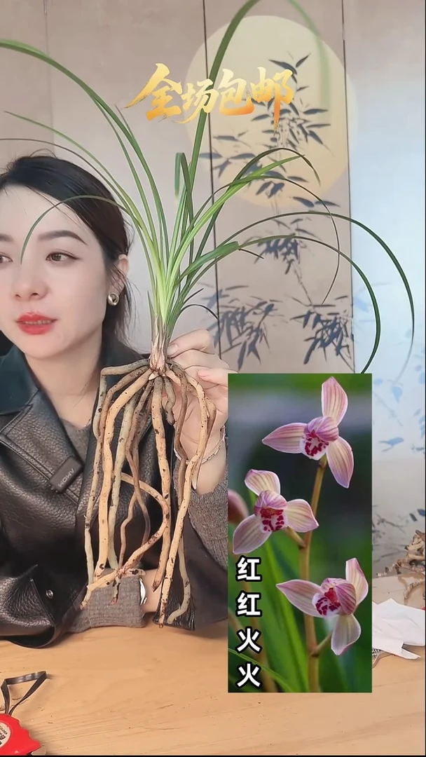 当前无花栽培后可以开花：红红火火