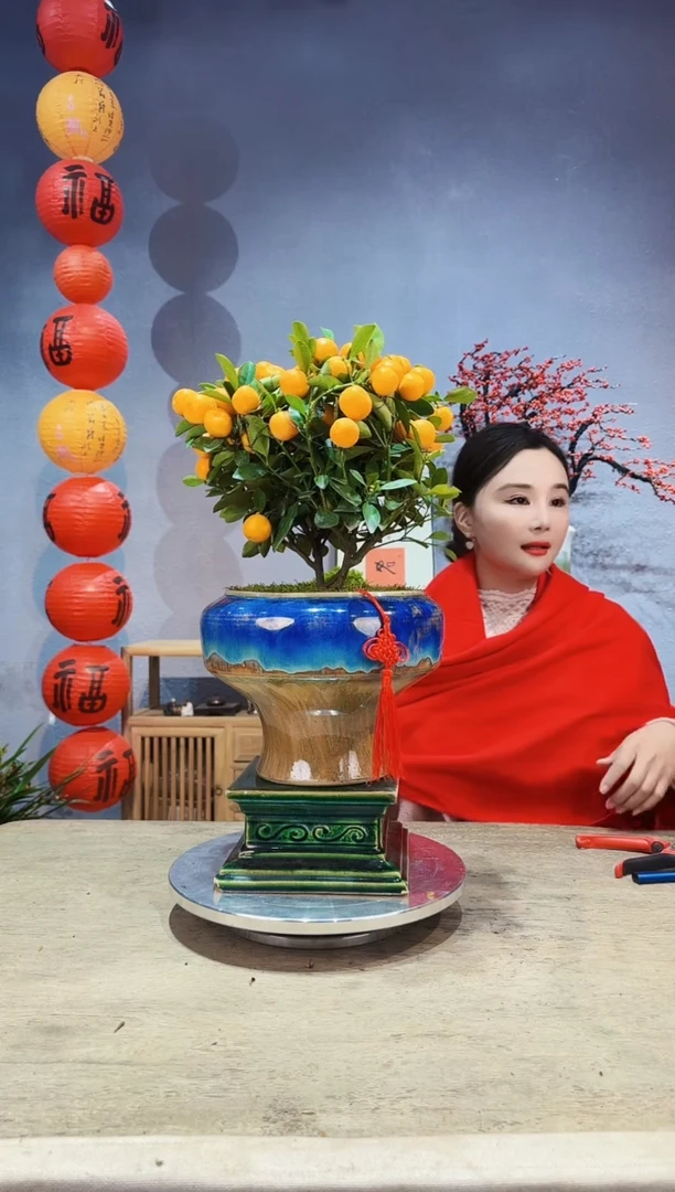 【闪购商品】盆景年桔