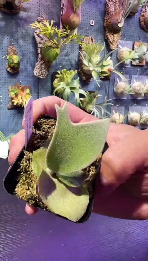 完全开放福利杯苗编号52 北猴