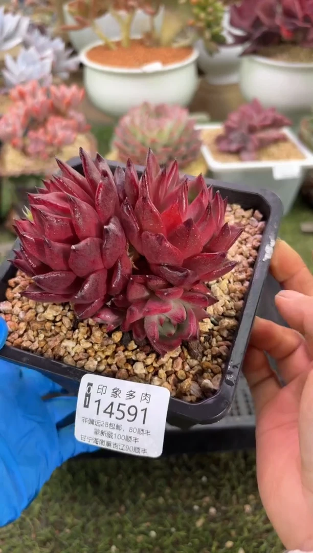 【闪购商品】14591