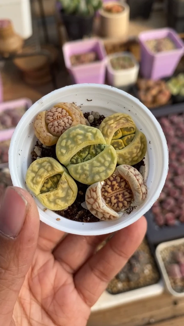 【闪购商品】8972直播一物一拍