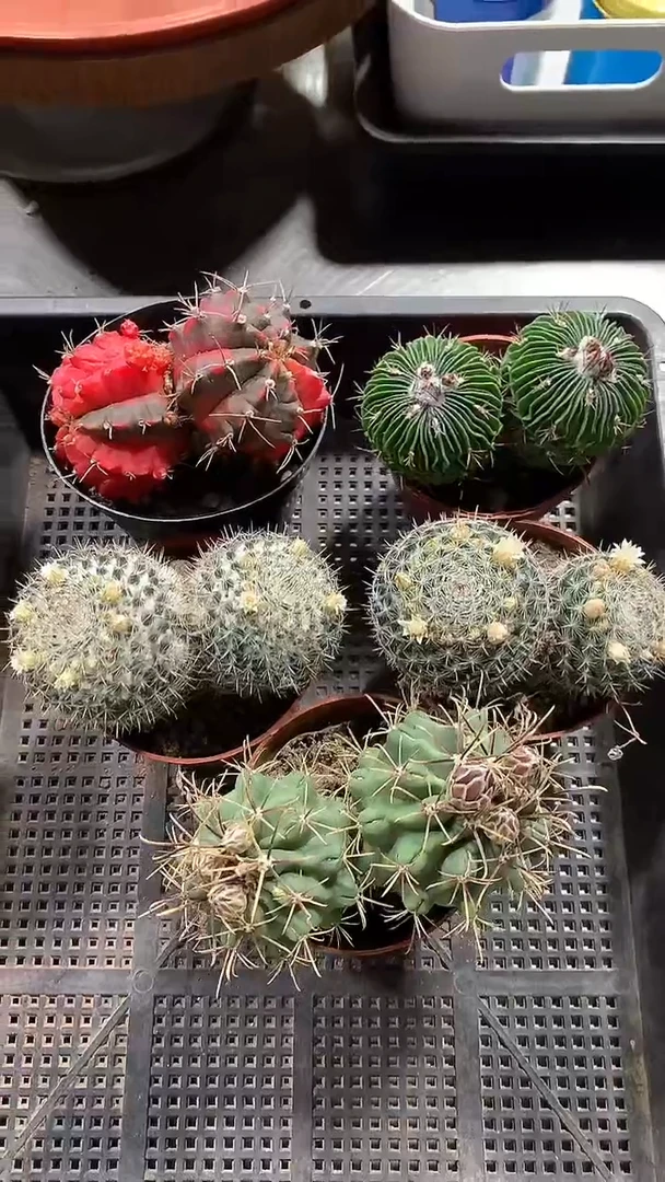 【闪购商品】5颗 双头仙人球 80元