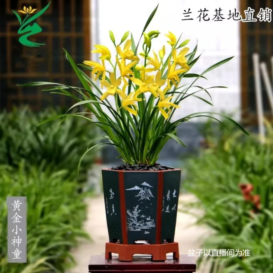 【黄金小神童】建兰浓香型兰花四季花卉客厅办公室绿植