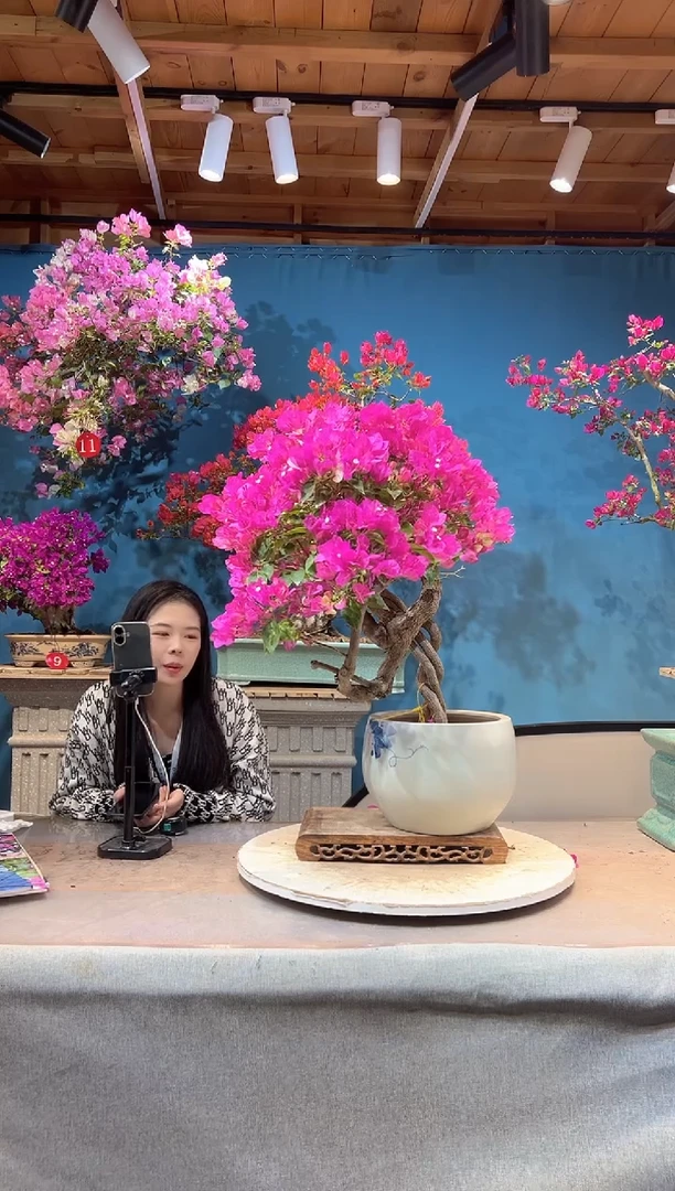 大量花朵（建议范围：8朵-15朵 或40%以上）金心双色