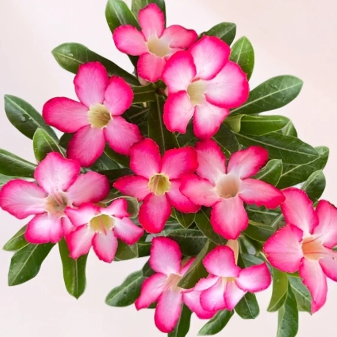 沙漠玫瑰花大老庄 原生四季开花