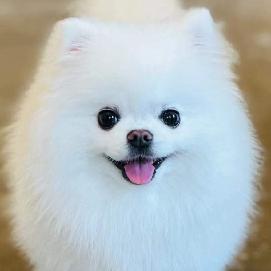 【它禧博美茶杯】博美茶杯犬白色俊介博美犬小型犬活体宠物狗