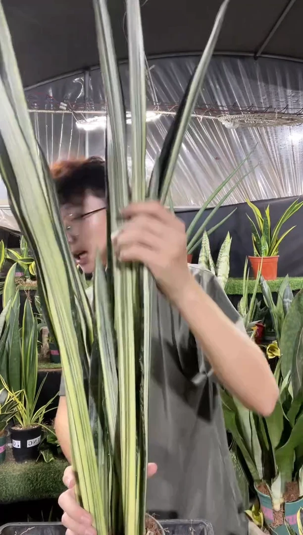 银玉剑兰带盆土29.8