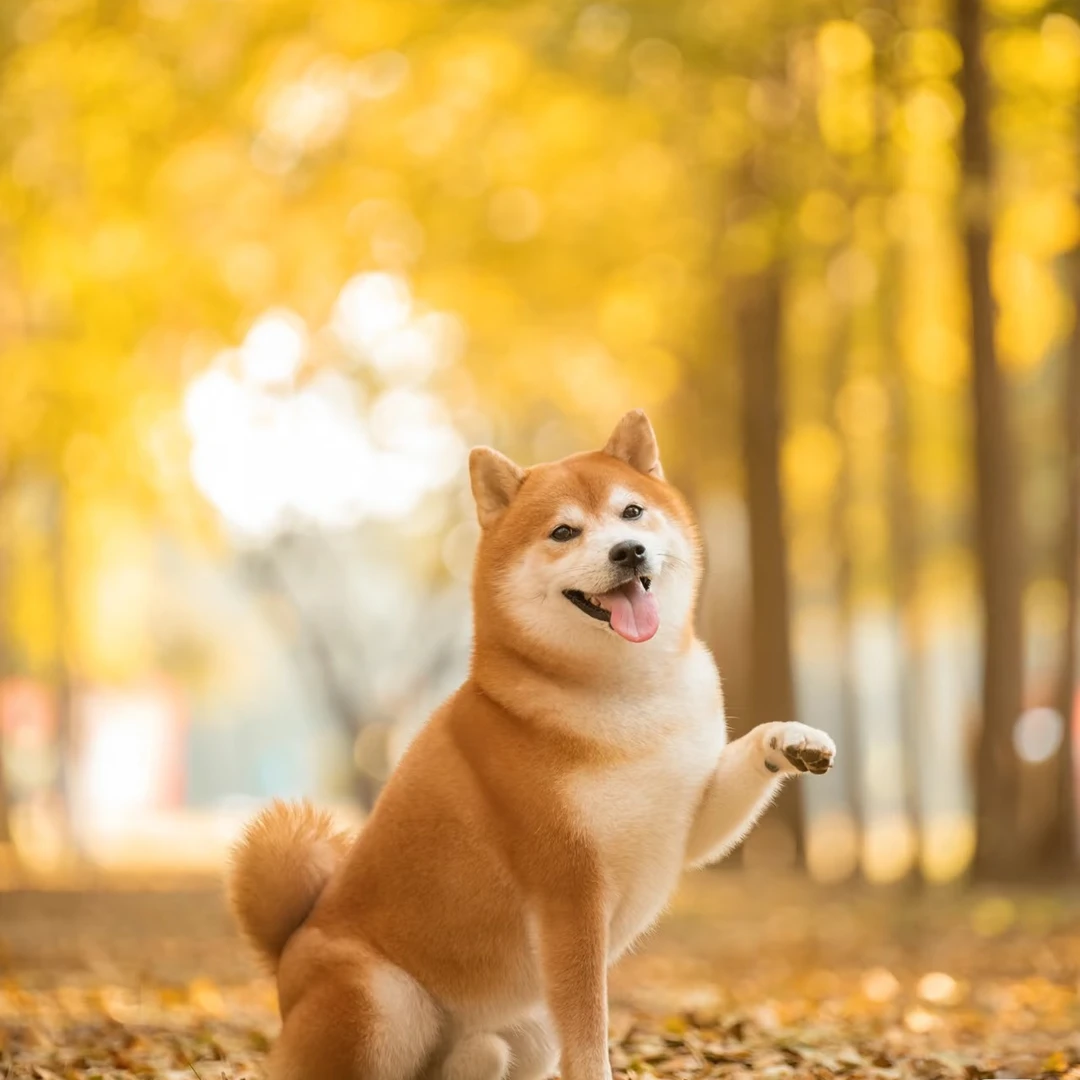 柴犬幼犬宠物狗狗活体家养小狗活物幼崽小型犬 血统级 【柴犬】