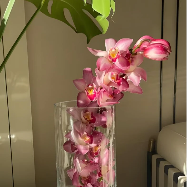 老黑家蕙兰 【阿蜜子】大花惠兰 年宵花 斗南发货好养活