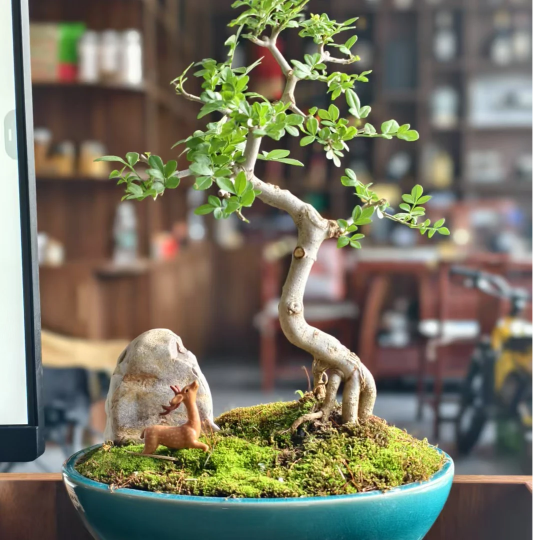 对节白蜡小盆景 矮霸 丛林 悬崖 素材桩 耐修剪