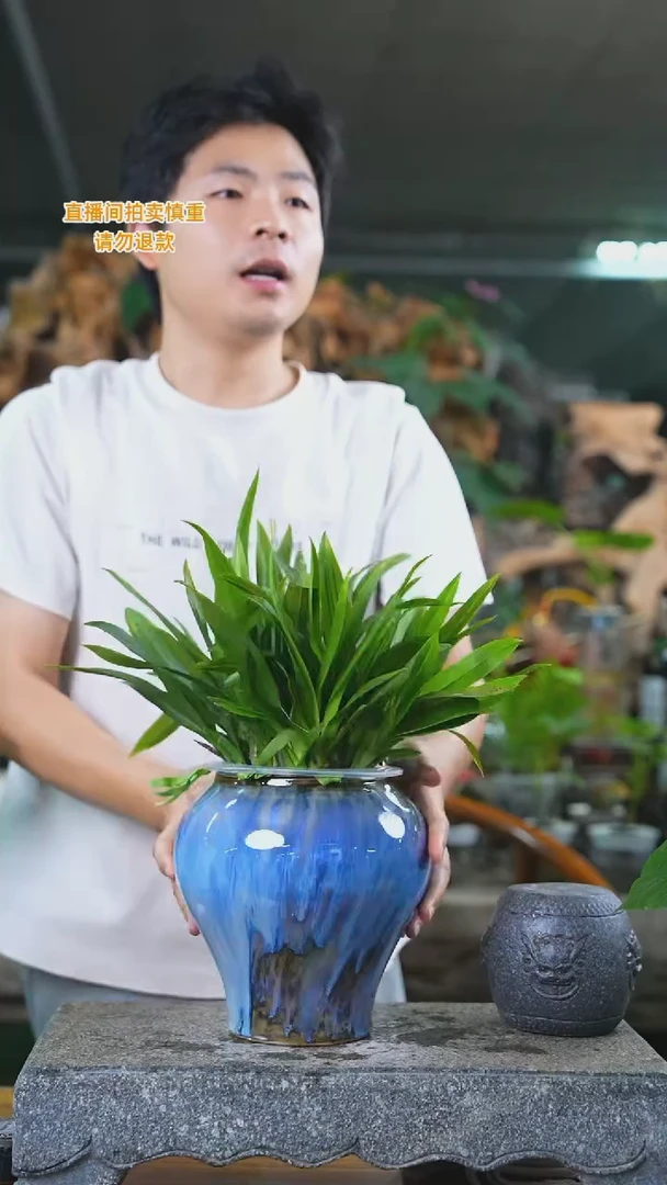 当前无花栽培后可以开花梦香兰026T