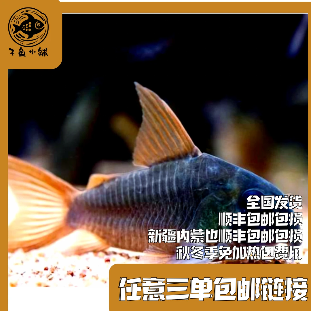 子鱼小铺 满3单包邮 偏远地区满5单包邮链接