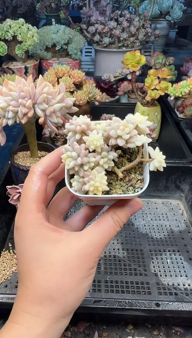 跟****行32                不带盆