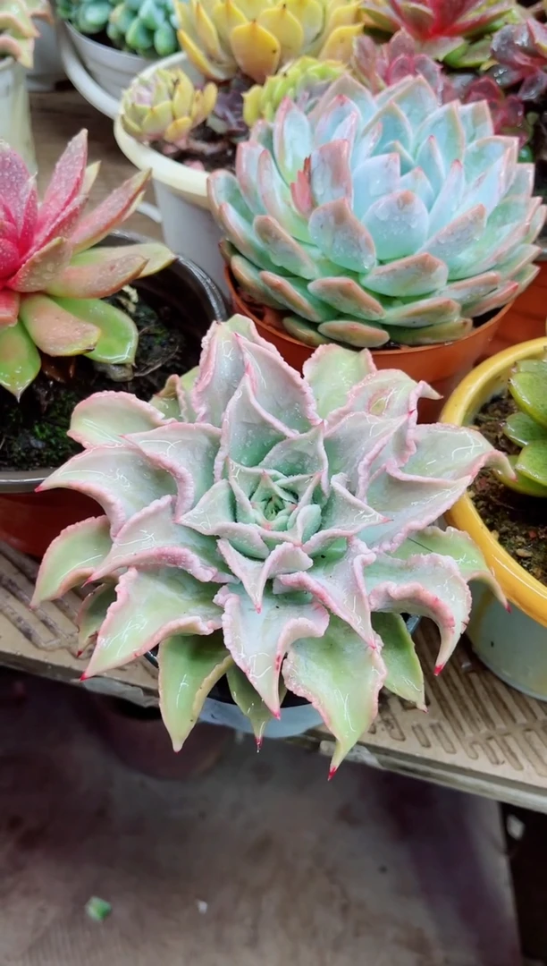 光**哥08015多肉植物一物一拍
