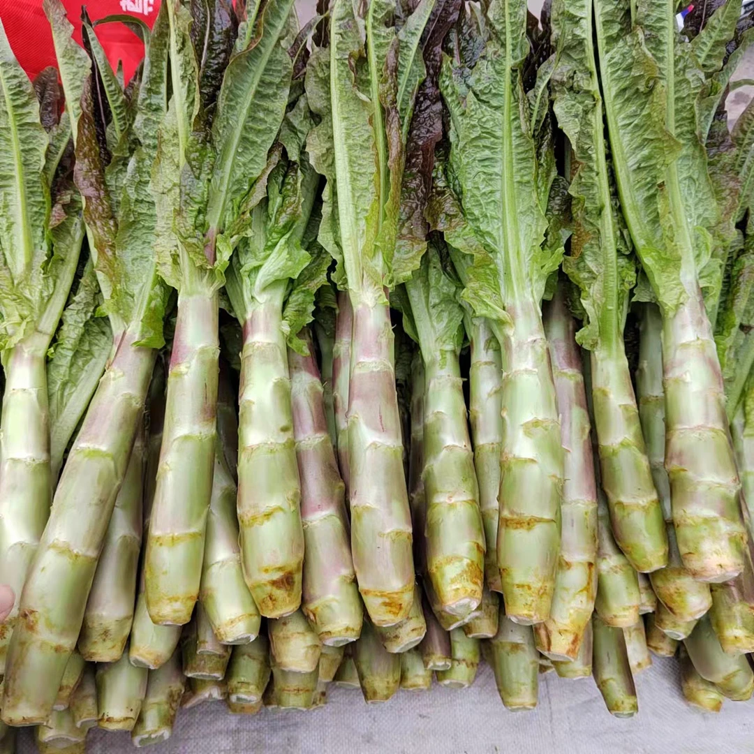 广西桂林新鲜莴笋